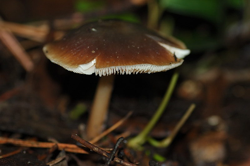 Il mondo dei funghi a Ostia